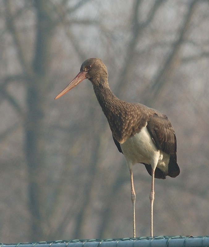 Cicognino nero - Ciconia nigra